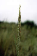 Image of European beachgrass