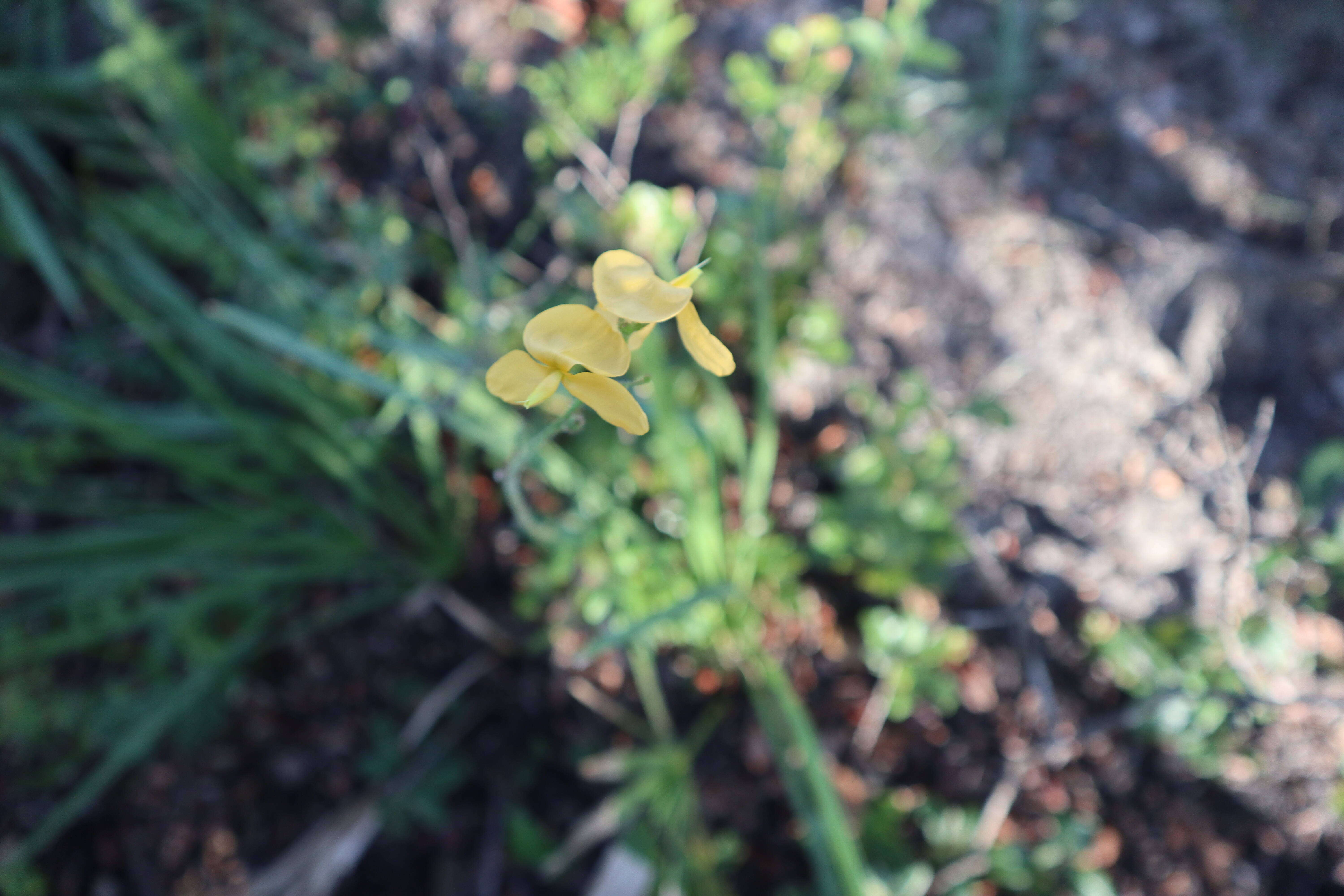 Plancia ëd Chapmannia floridana Torr. & A. Gray