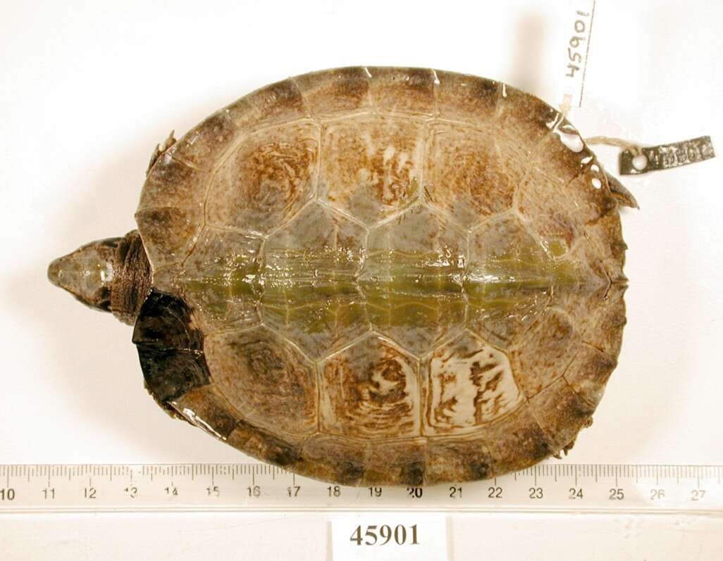 Image of Black River Turtle