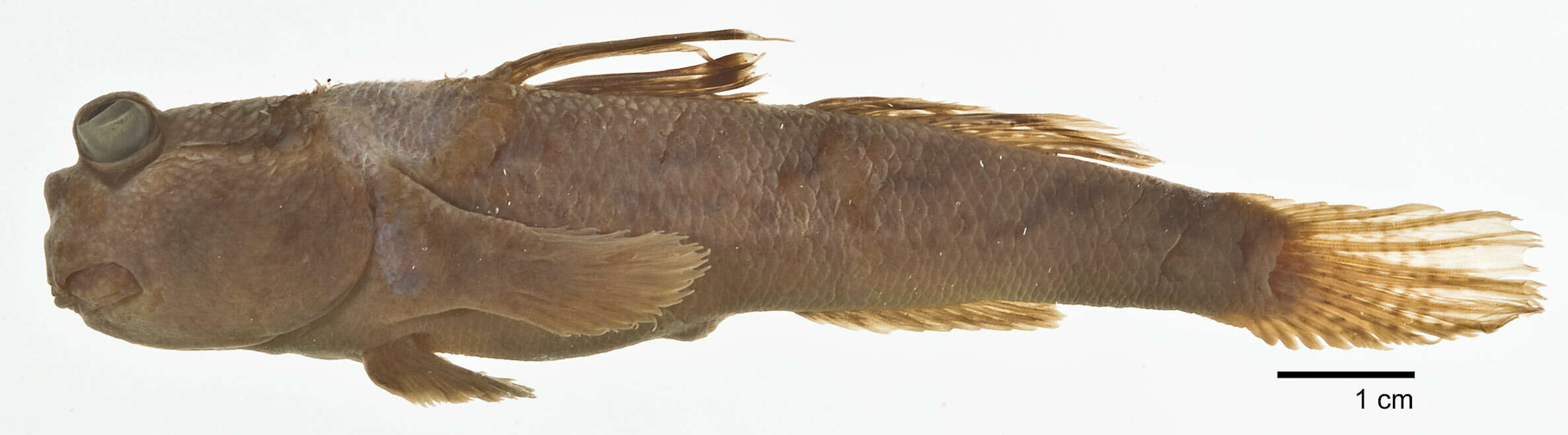 Image of Periophthalmus malaccensis Eggert 1935