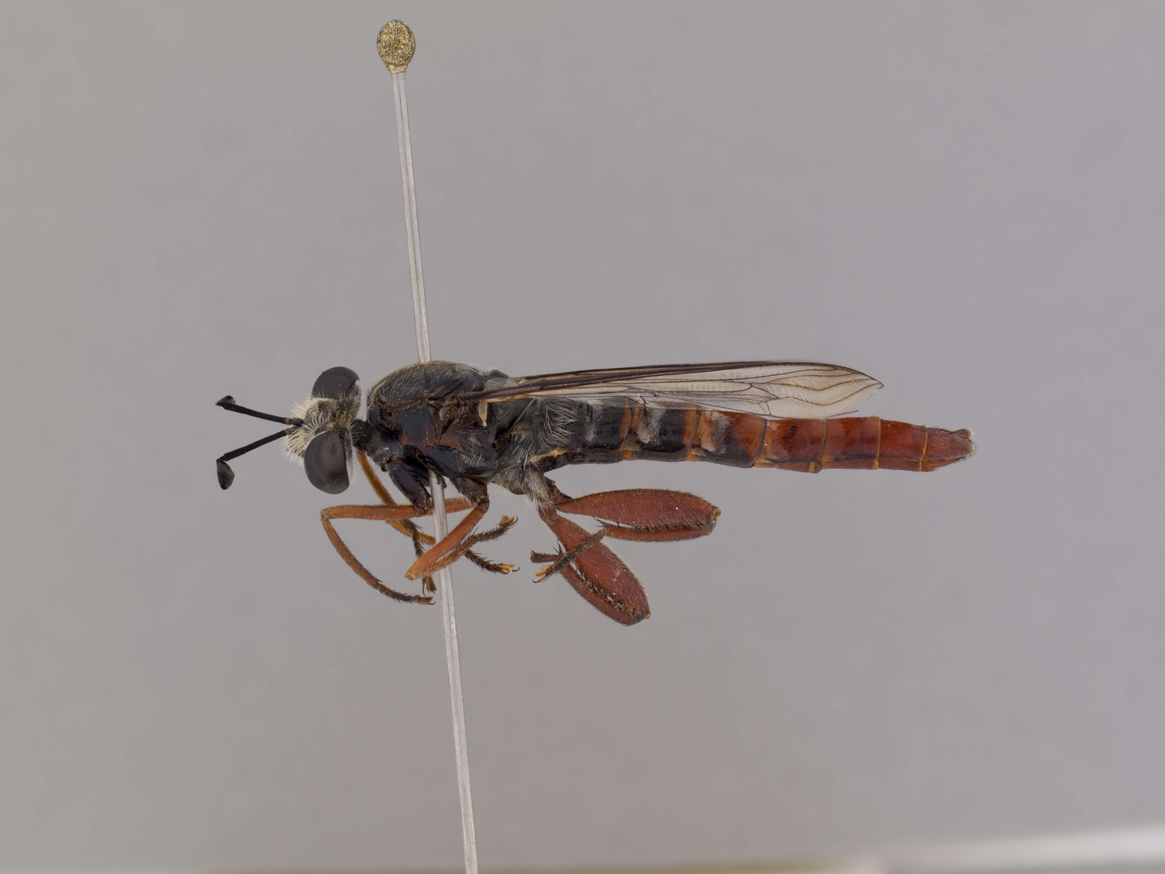 Image of Miltinus stenogaster (Westwood 1841)