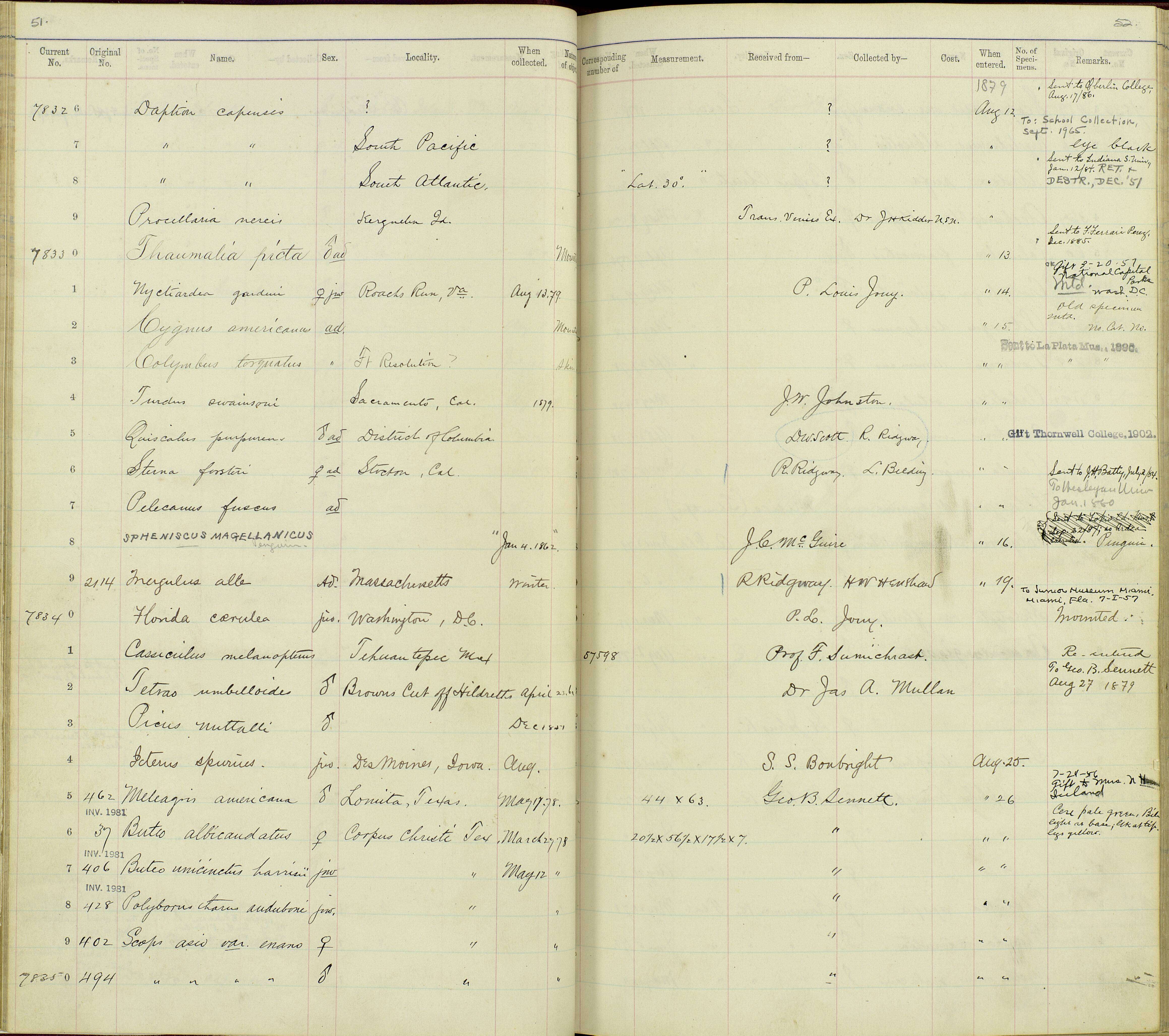 Image of Otus asio mccalli (Cassin 1854)