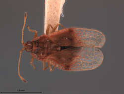 Acanthocheila exquisita Uhler 1889的圖片