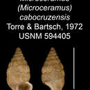 Imagem de Microceramus cabocruzensis C. Torre & Bartsch 2008