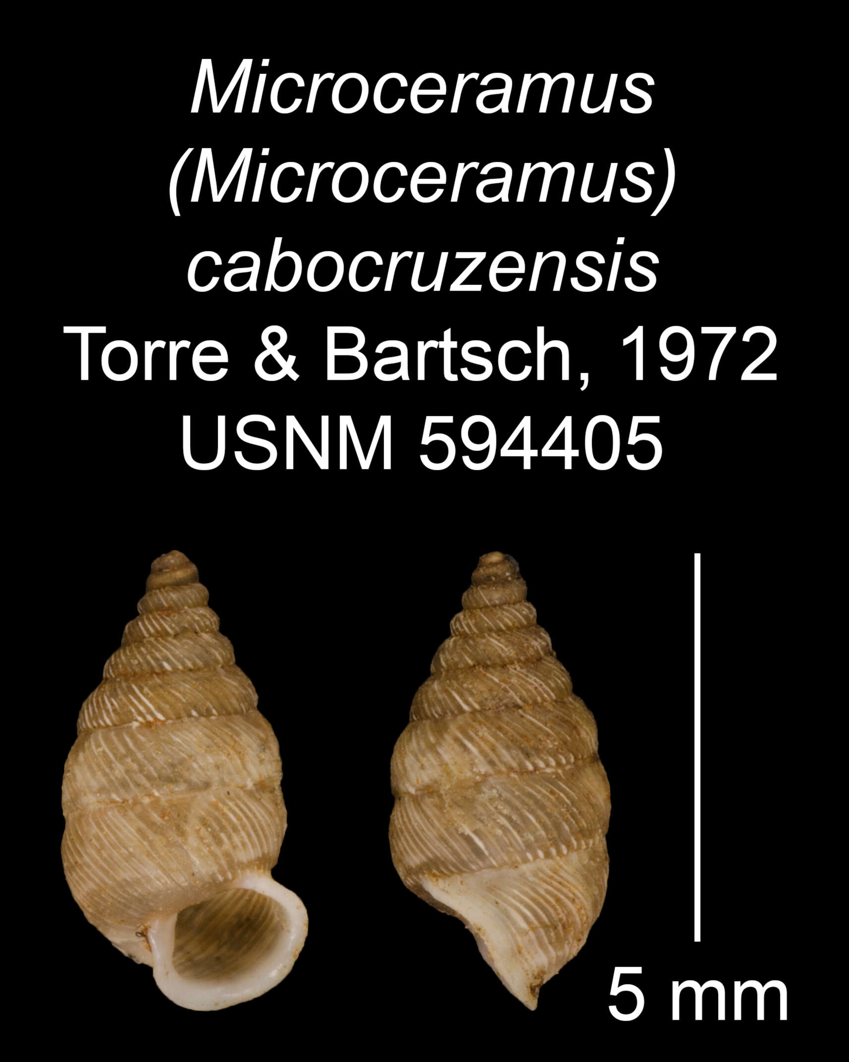 Imagem de Microceramus cabocruzensis C. Torre & Bartsch 2008