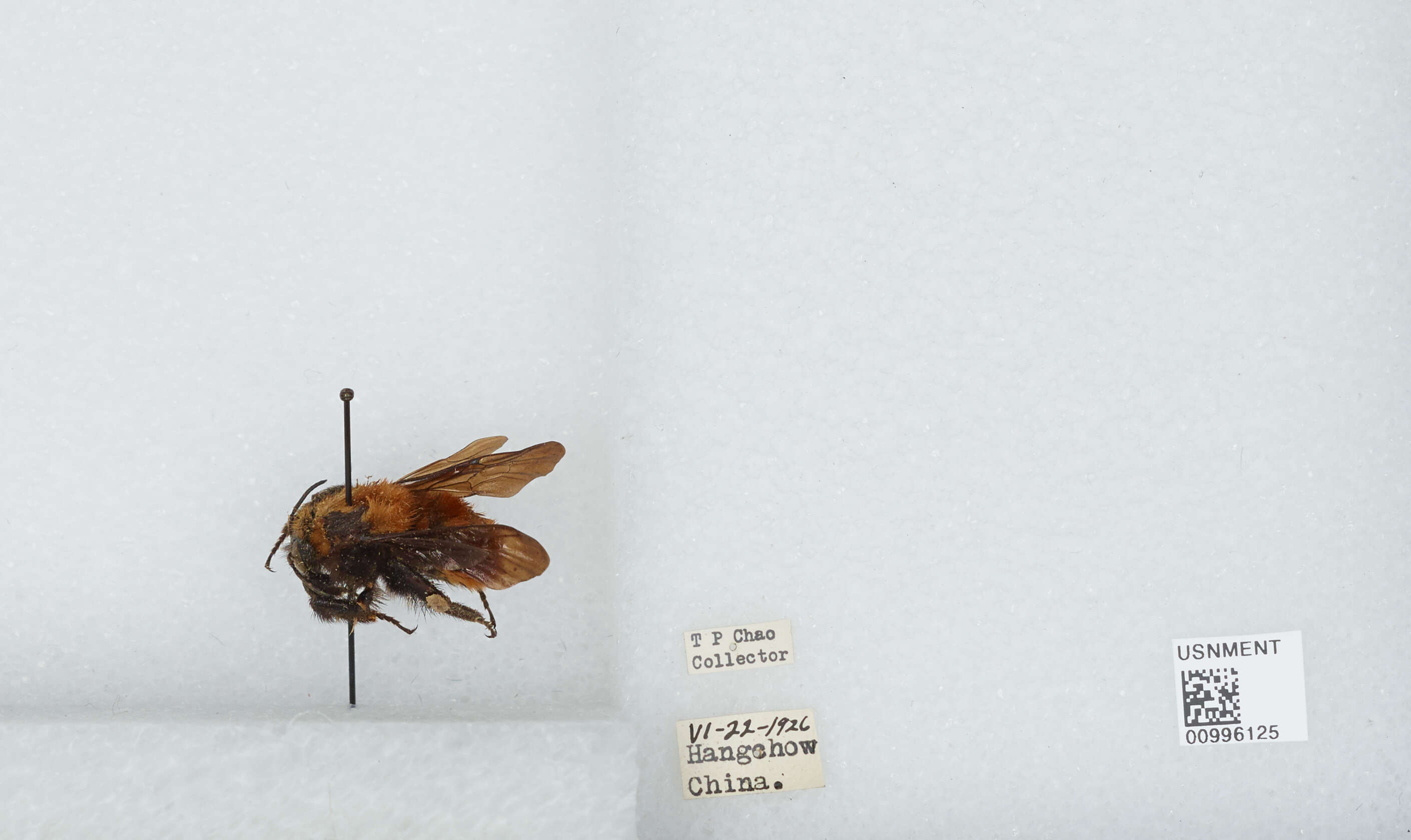 Image of Bombus atripes Smith 1852