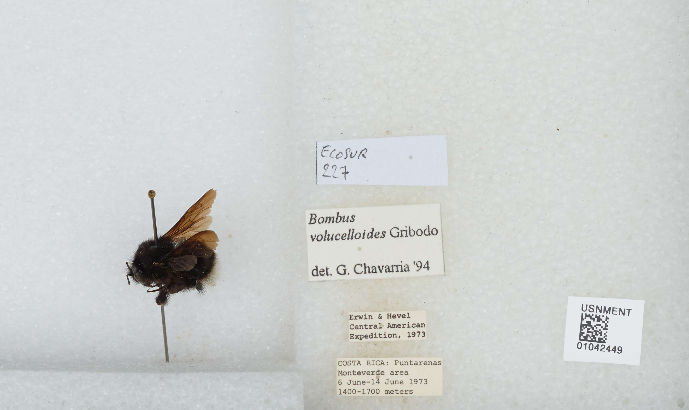 Imagem de Bombus volucelloides Gribodo 1892