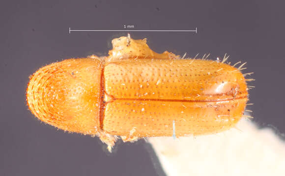 Image of Pityophthorus cascoensis Blackman 1928