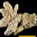 Image of Madrepora labrosa Dana 1846