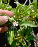 Image of <i>Myoporum sandwicense</i> A. Gray