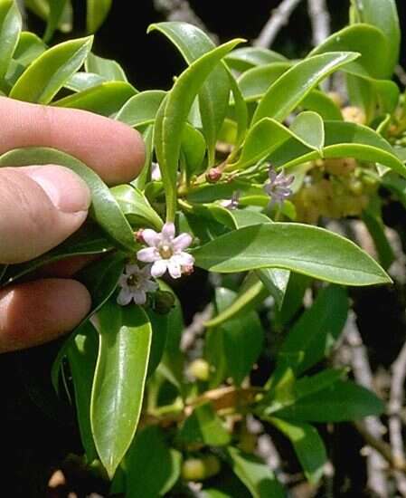 Image de <i>Myoporum sandwicense</i> A. Gray