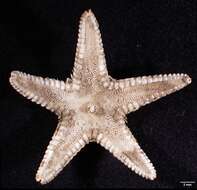 Image of Astropecten Gray 1840