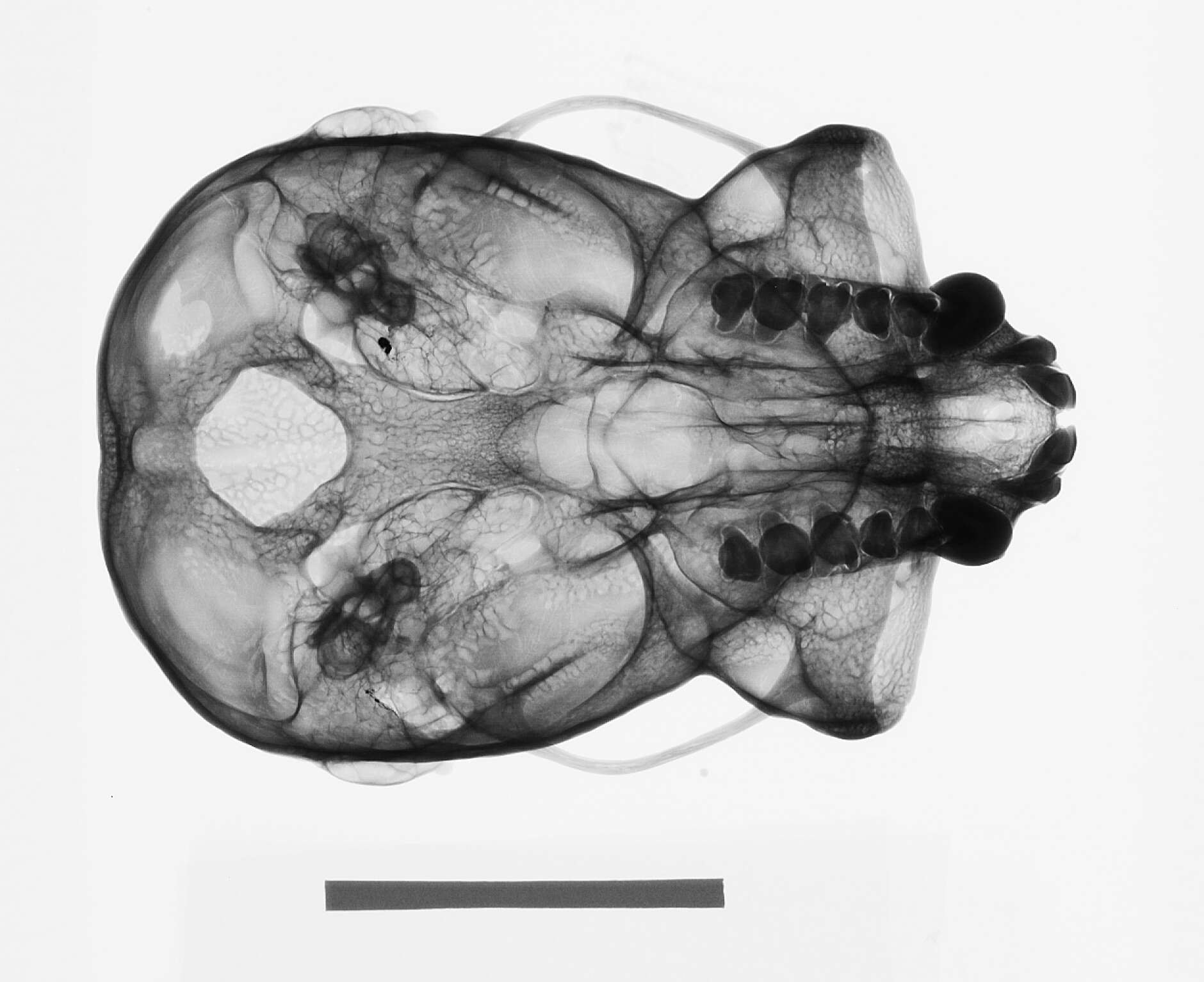 Image of Abbott's Müller's Bornean gibbon