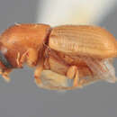 Image of Scolytodes pannuceus Wood 1971