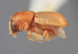 Image of Scolytodes pannuceus Wood 1971