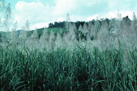 Image of sugarcane