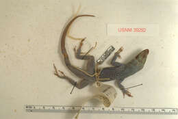 Image of Grand Cayman Anole