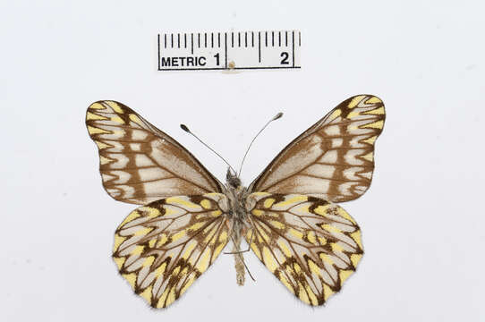 Image of Catasticta manco (Doubleday 1848)