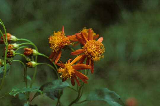 Image of Mexican Flame Vine