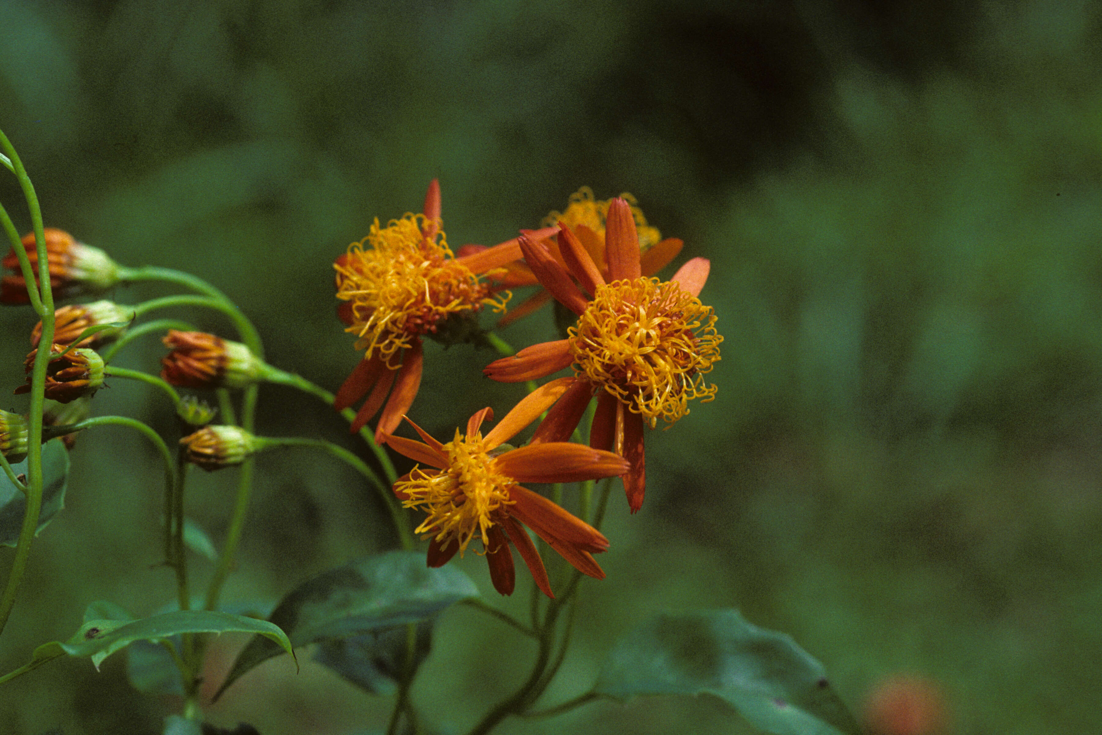 Image of Mexican Flame Vine