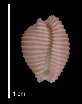 Image of Dolichupis malvabasis Dolin 2001