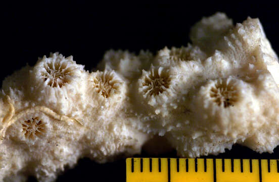 Image of hedgehog coral