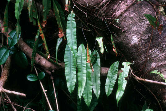 Image of Oleander Fern