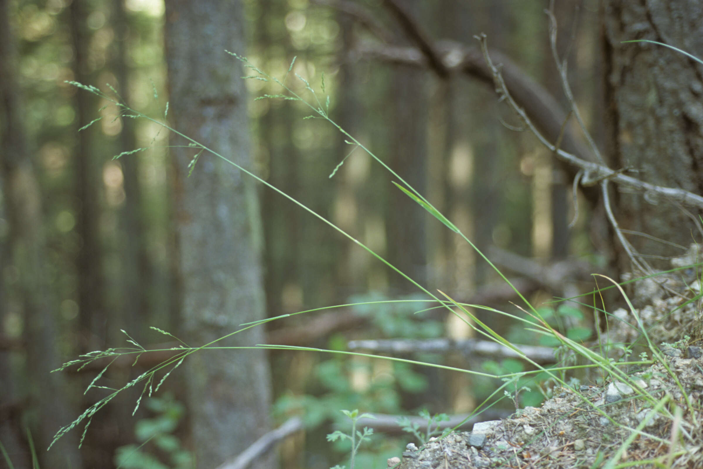 Image de Poa secunda subsp. secunda