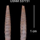 Imagem de Tomelasmus acus doloris C. Torre & Bartsch 1972