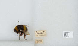 Image of Buff-tailed bumblebee