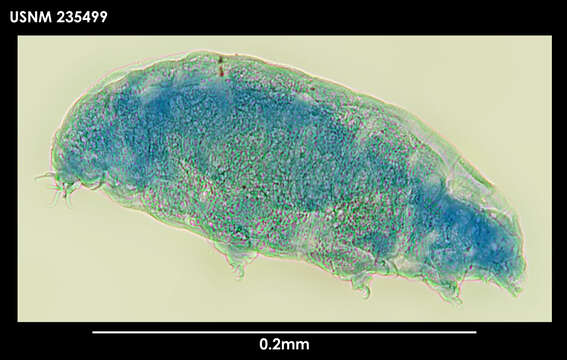 Hypsibius chilenensis (Plate 1889) resmi