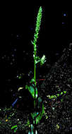 Image of Hawaii Bog Orchid