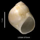 صورة Euspira strebeli (Dall 1908)