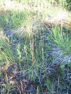 Image of Kentucky bluegrass