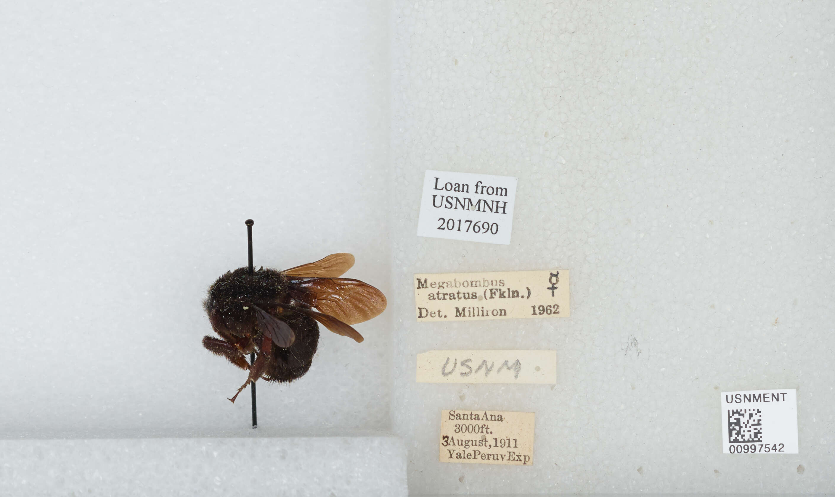 Image of Bombus pauloensis Friese 1912