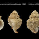 Image of Babelomurex microspinosus Kosuge 1988