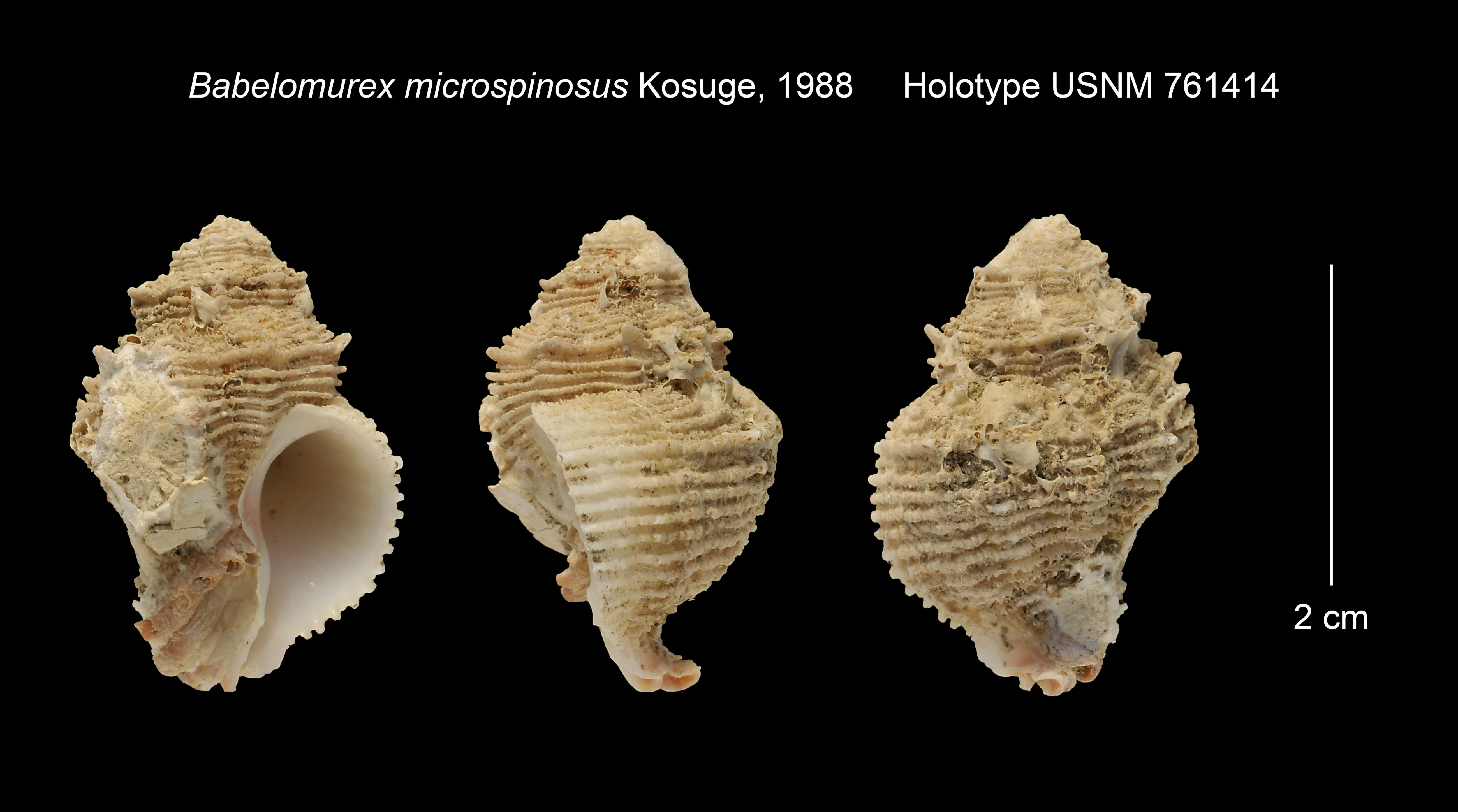 Image of Babelomurex microspinosus Kosuge 1988