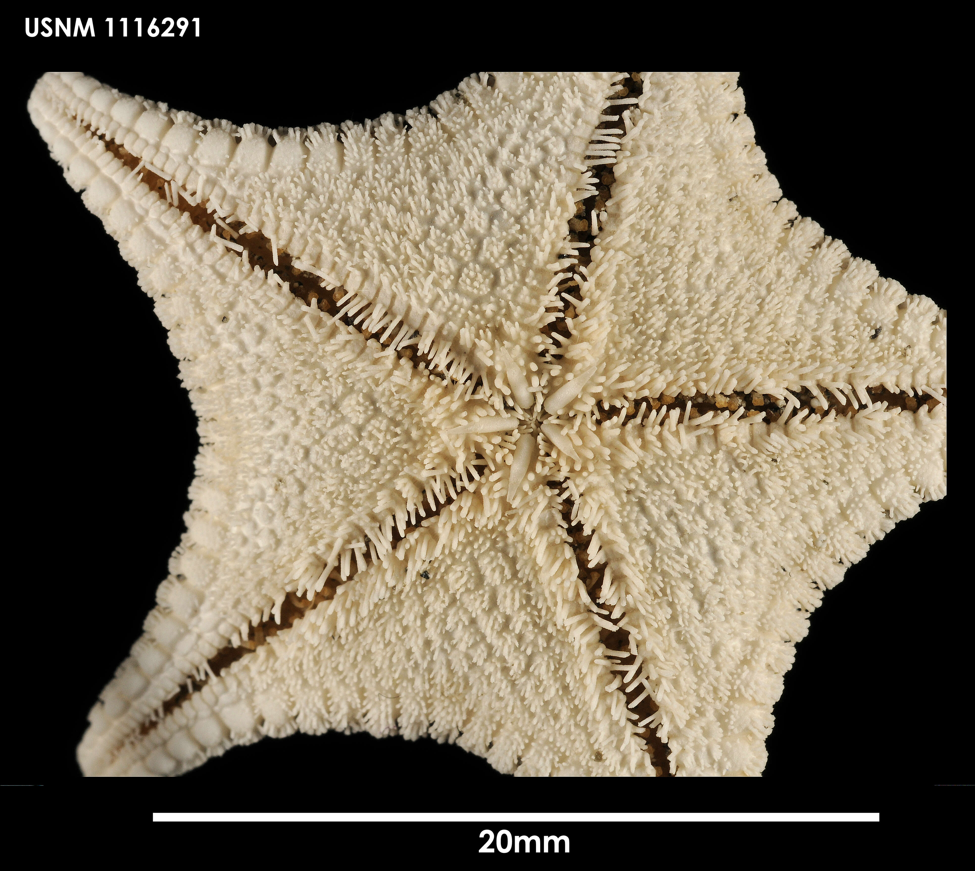 Odontaster penicillatus (Philippi 1870) resmi