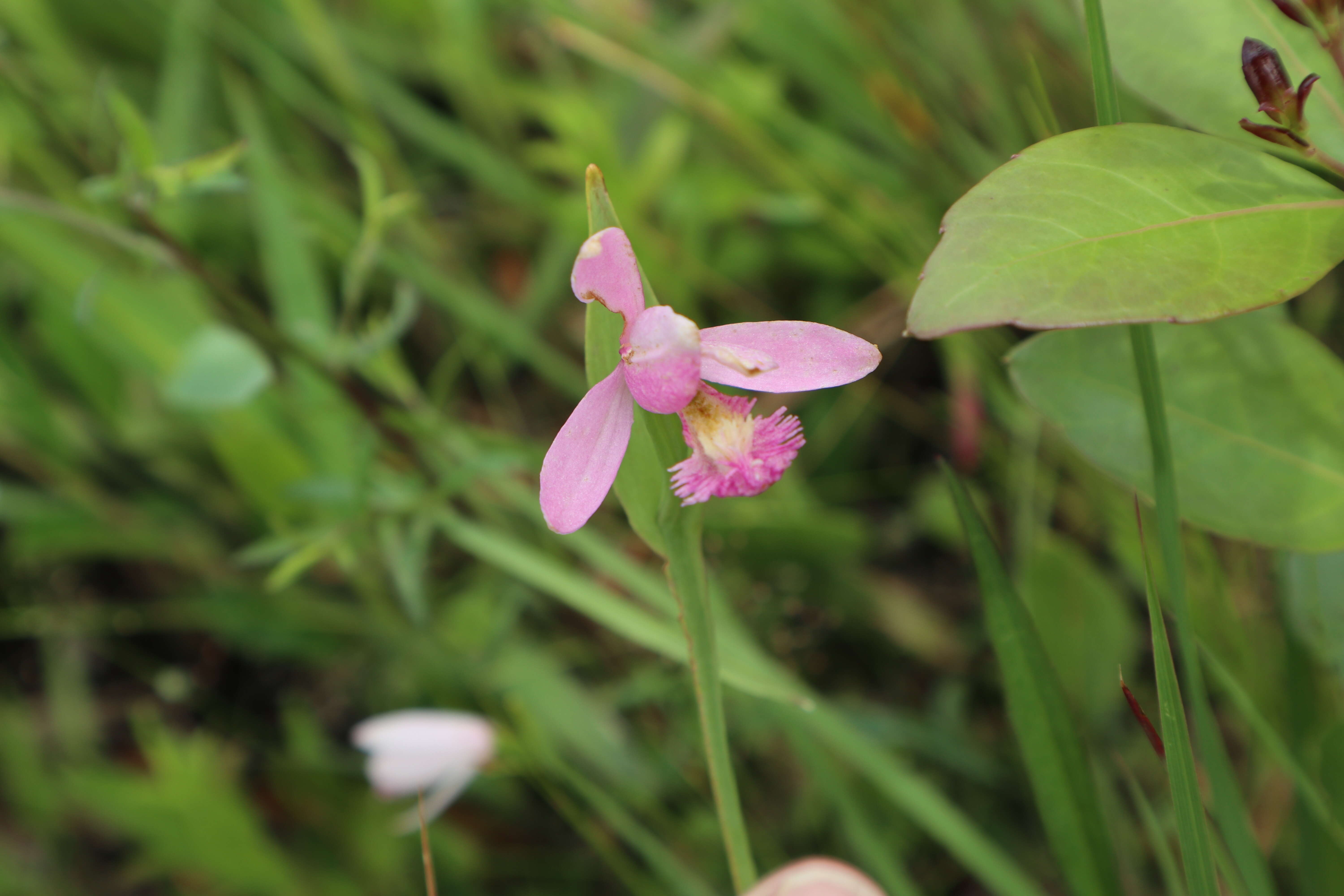 Image of snakemouth orchid