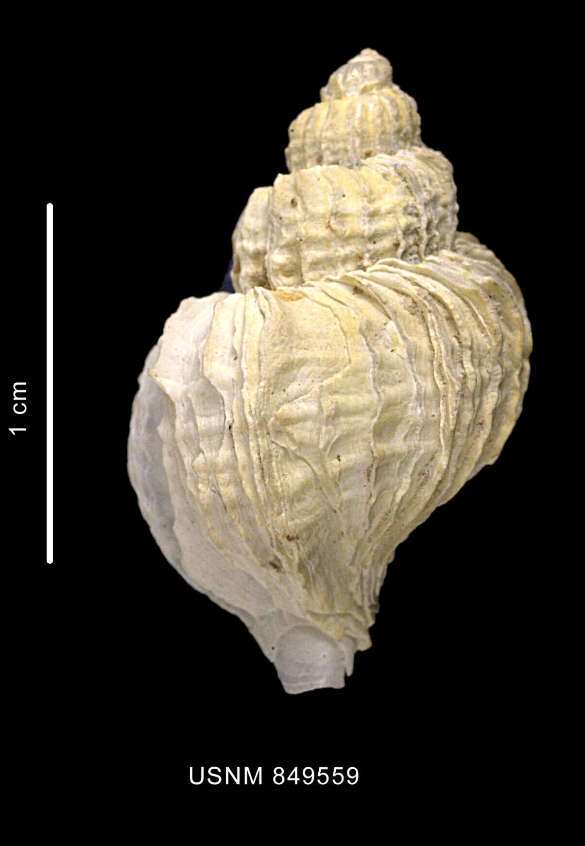 Image of Trophon leptocharteres P. G. Oliver & Picken 1984