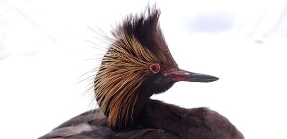 Imagem de Podiceps nigricollis californicus Heermann 1854