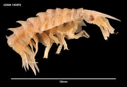 Image of Parepimeriinae Lowry 2006