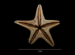 Image of Psilaster charcoti (Koehler 1906)