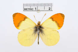 Image of Moroccan Orange Tip