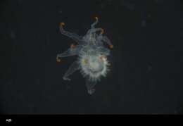 Image of Astropectinidae