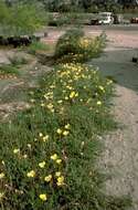 Imagem de Oenothera stubbei W. Dietrich, P. H. Raven & W. L. Wagner