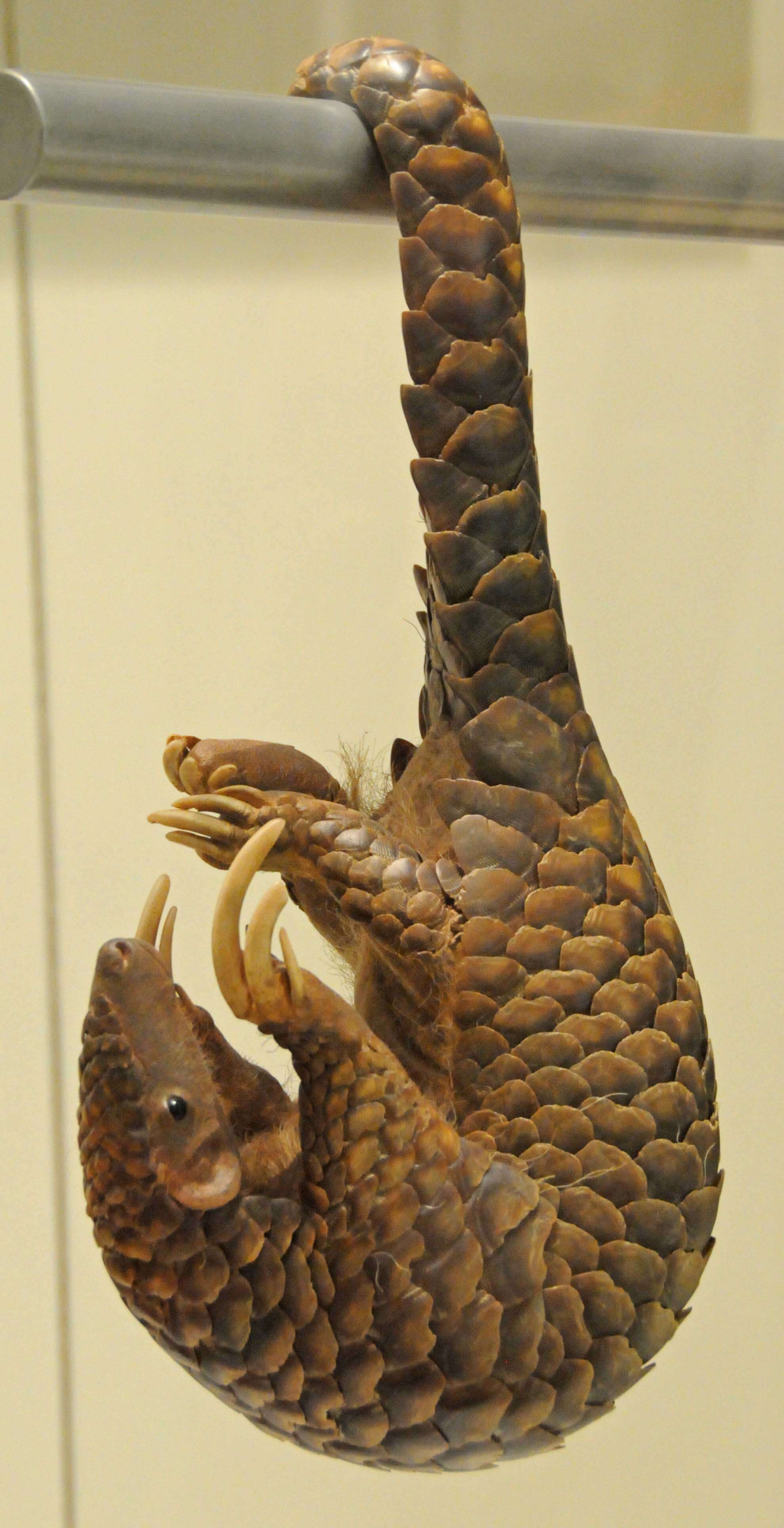 Image of Chinese Pangolin