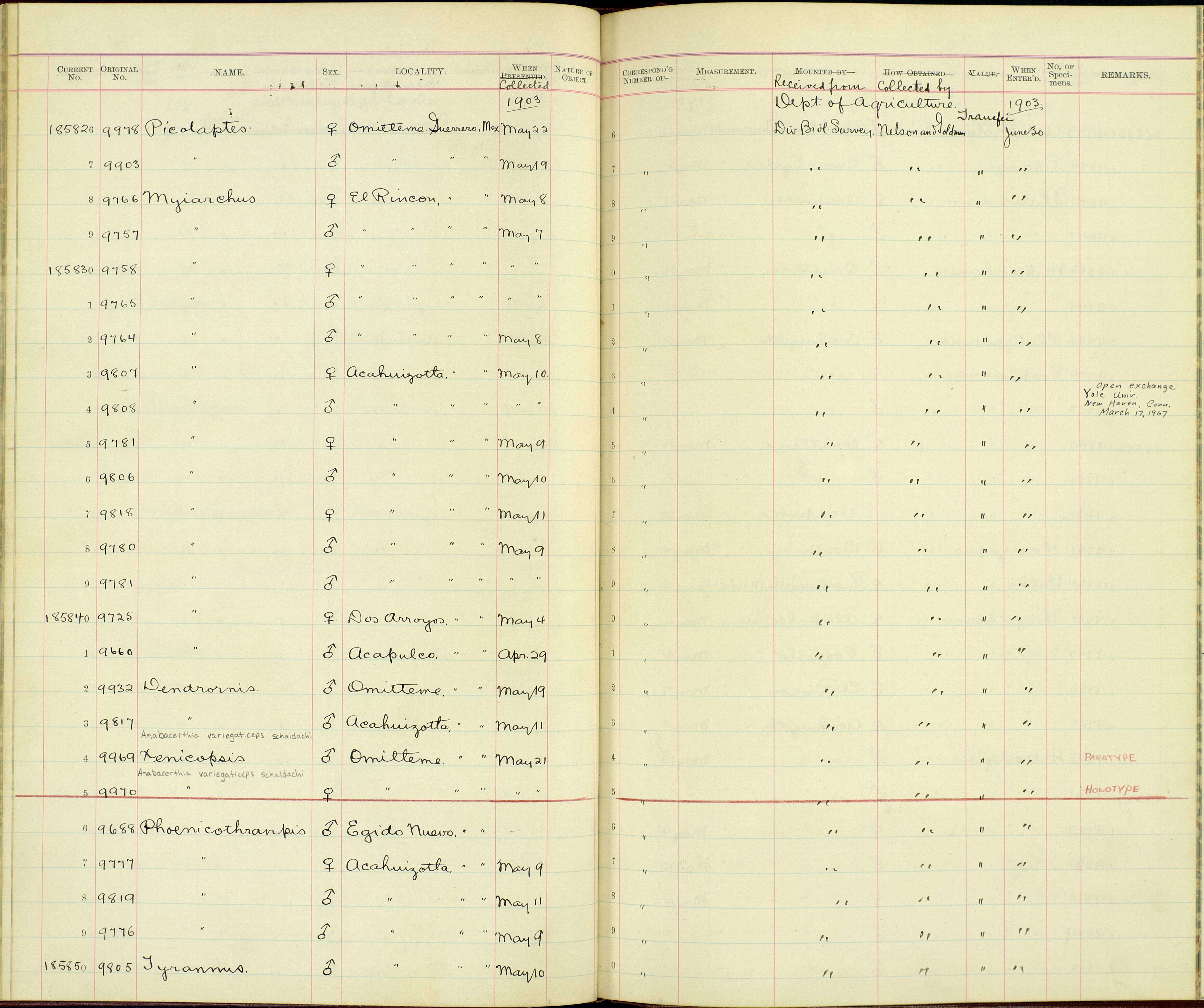 Myiarchus nuttingi inquietus Salvin & Godman 1889的圖片