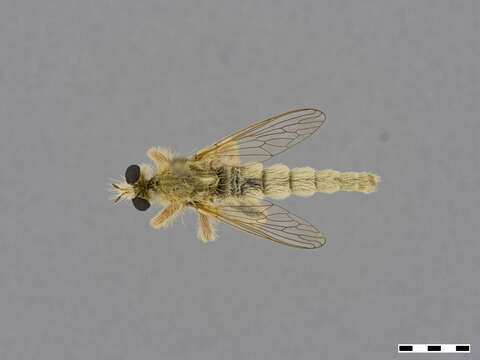 صورة <i>Daspletis setithoracicus</i>