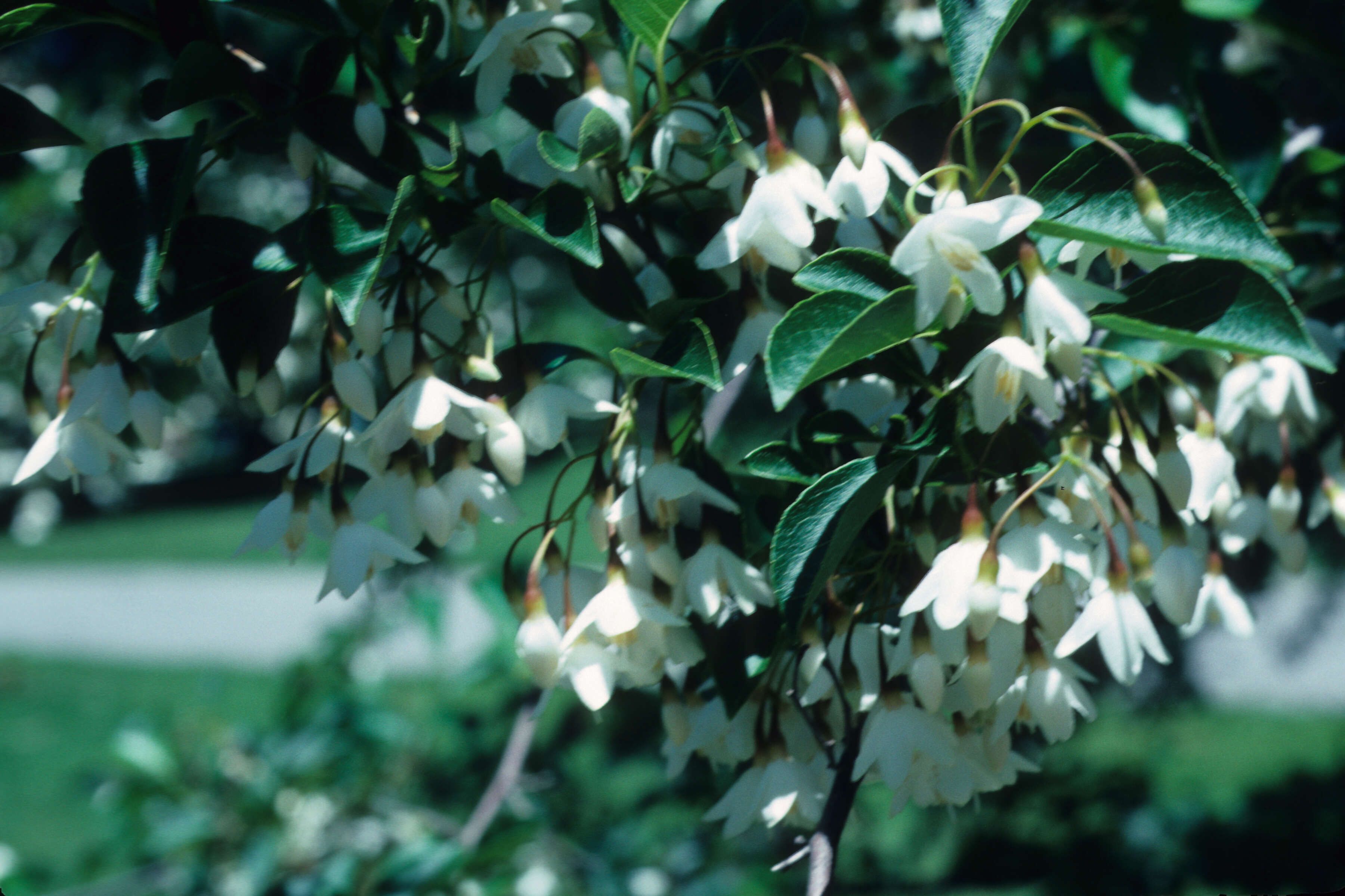 Image of Styrax L.